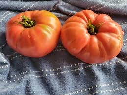 Afbeeldingsresultaat voor mortgage lifter bicolor strain tomato
