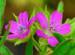 Attēlu rezultāti vaicājumam “Geranium dissectum flower”