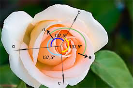 Image result for numero aureo