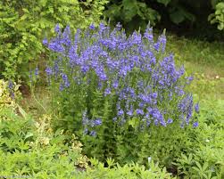 Image result for Veronica teucrium