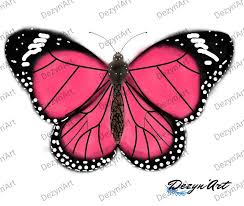 Image result for papillon
