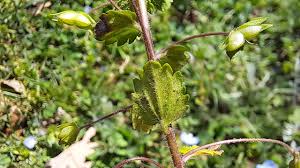 Attēlu rezultāti vaicājumam “Veronica persica leaf”