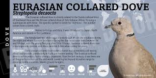 Attēlu rezultāti vaicājumam “Streptopelia decaocto”