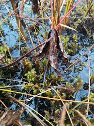 Attēlu rezultāti vaicājumam “Hamatocaulis lapponicus”