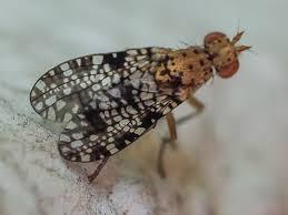 Attēlu rezultāti vaicājumam “Trypetoptera punctulata”