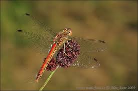 Attēlu rezultāti vaicājumam “Sympetrum vulgatum”