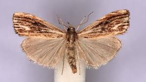 Attēlu rezultāti vaicājumam “Catoptria verellus”