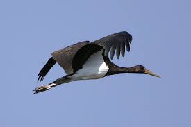 Attēlu rezultāti vaicājumam “Ciconia nigra”