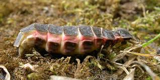 Attēlu rezultāti vaicājumam “Lampyris noctiluca larva”