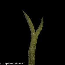 Attēlu rezultāti vaicājumam “Utricularia minor bud”