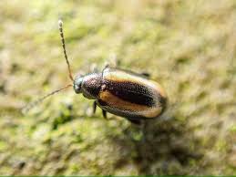 Attēlu rezultāti vaicājumam “Phyllotreta sp.”