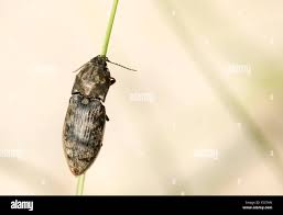 Attēlu rezultāti vaicājumam “Prosternon tessellatum”