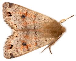 Attēlu rezultāti vaicājumam “Orthosia munda”