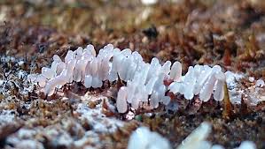 Attēlu rezultāti vaicājumam “Metatrichia floriformis stalked”