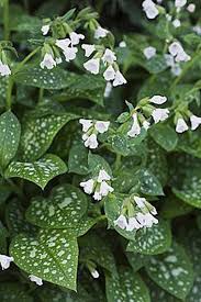 Attēlu rezultāti vaicājumam “Pulmonaria saccharata leaf”