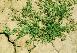 Attēlu rezultāti vaicājumam “Polygonum arenastrum leaf”