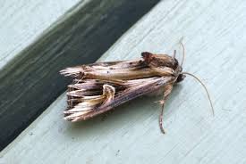 Attēlu rezultāti vaicājumam “Actinotia polyodon”