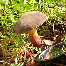 Attēlu rezultāti vaicājumam “Xerocomus chrysenteron”