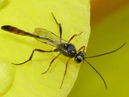 Attēlu rezultāti vaicājumam “Ichneumonidae”