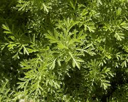 Attēlu rezultāti vaicājumam “Anthemis tinctoria leaf”