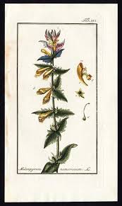 Attēlu rezultāti vaicājumam “Melampyrum nemorosum”