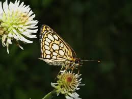 Attēlu rezultāti vaicājumam “Heteropterus morpheus upperside”