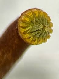 Attēlu rezultāti vaicājumam “Callicladium haldanianum”