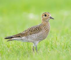 Attēlu rezultāti vaicājumam “Pluvialis apricaria”