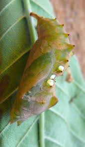 Attēlu rezultāti vaicājumam “Nymphalis pupa”