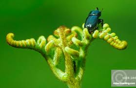 Attēlu rezultāti vaicājumam “Sinodendron cylindricum”