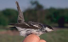 Image result for Dendroica striata