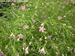 Attēlu rezultāti vaicājumam “Gypsophila muralis flower”