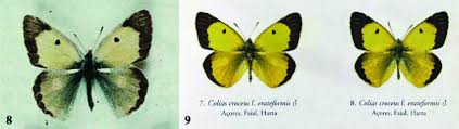 Attēlu rezultāti vaicājumam “Colias croceus”