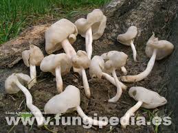 Attēlu rezultāti vaicājumam “Helvella elastica”