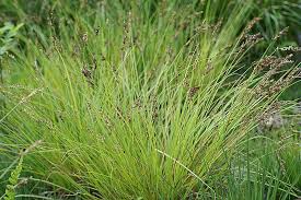Attēlu rezultāti vaicājumam “Carex elongata”