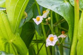 Attēlu rezultāti vaicājumam “Sagittaria sagittifolia leaf”