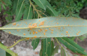 Attēlu rezultāti vaicājumam “Melampsora magnusiana”