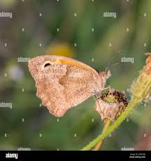 Attēlu rezultāti vaicājumam “Maniola jurtina female”