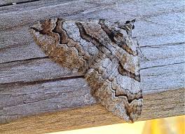 Attēlu rezultāti vaicājumam “Pareulype berberata”