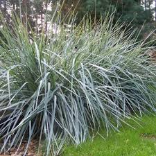 Attēlu rezultāti vaicājumam “Leymus arenarius”