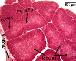 Image result for Thymus