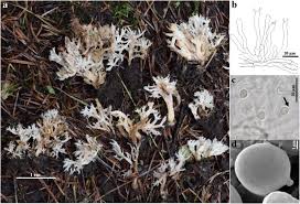 Attēlu rezultāti vaicājumam “Clavulina amethystina”