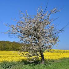 Attēlu rezultāti vaicājumam “Brassica napus fruit”