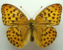 Attēlu rezultāti vaicājumam “Argynnis laodice underside”