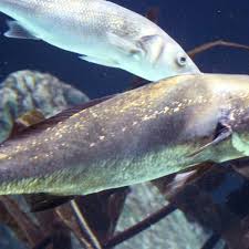 Image result for Argyrosomus inodorus