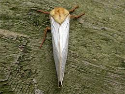 Attēlu rezultāti vaicājumam “Hepialus humuli male”