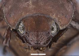 Attēlu rezultāti vaicājumam “Licea castanea macro”