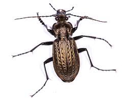 Attēlu rezultāti vaicājumam “Carabus granulatus”