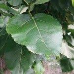 Attēlu rezultāti vaicājumam “Populus laurifolia”