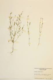 Attēlu rezultāti vaicājumam “Polygalaceae”